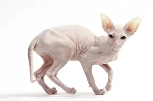 Peterbald Prints: Picture No. 11050343