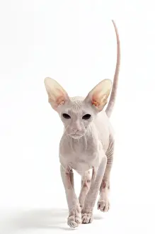 Peterbald Prints: Picture No. 11050344