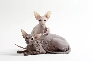 Peterbald Prints: Picture No. 11050345