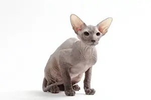 Peterbald Prints: Picture No. 11050348