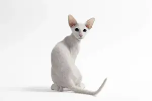 Peterbald Prints: Picture No. 11050350