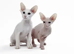 Peterbald Prints: Picture No. 11050352