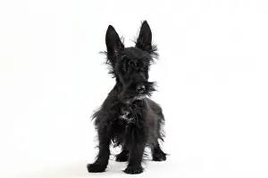Scruffy Prints: Picture No. 11050364