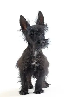 Scruffy Prints: Picture No. 11050365