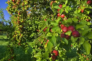 Orchard Prints: Picture No. 11050511