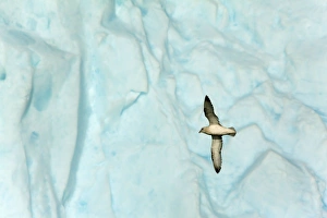 Fulmar Collection: Picture No. 11050515