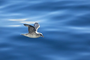 Fulmar Collection: Picture No. 11050516