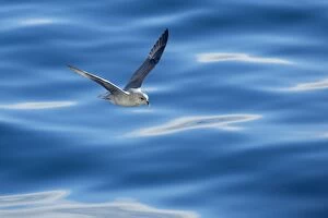 Fulmar Collection: Picture No. 11050517