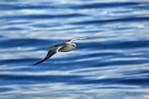 Fulmar Collection: Picture No. 11050518