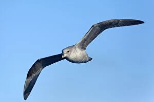Fulmar Collection: Picture No. 11050519