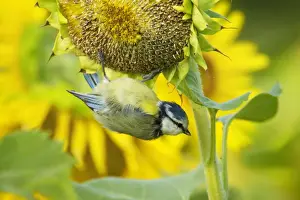 Annuus Prints: Picture No. 11050528