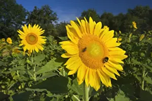 Pollenation Prints: Picture No. 11050538