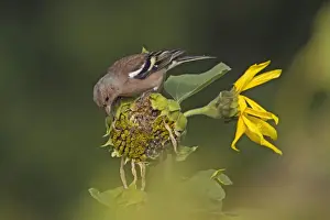 Finch Prints: Picture No. 11050544