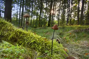 Funghi Prints: Picture No. 11050600