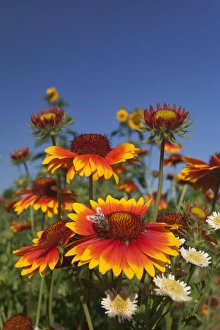 Mellifera Collection: Picture No. 11050618