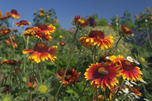 Mellifera Collection: Picture No. 11050619