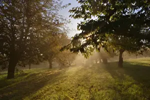 Orchard Prints: Picture No. 11050650