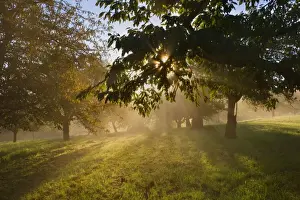 Orchard Prints: Picture No. 11050651