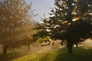 Orchard Prints: Picture No. 11050652