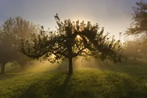 Orchard Prints: Picture No. 11050657