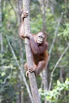 Sarawak Prints: Picture No. 11050702