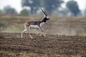 Blackbuck Prints: Picture No. 11050728
