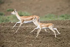Picture No. 11050730