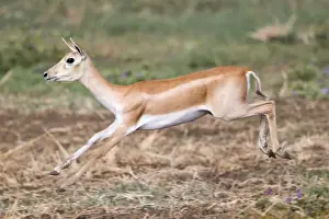 Blackbuck Prints: Picture No. 11050731