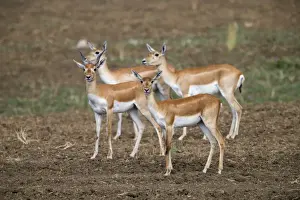 Picture No. 11050732