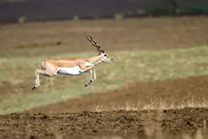 Blackbuck Prints: Picture No. 11050733