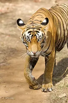 Tigris Prints: Picture No. 11050736