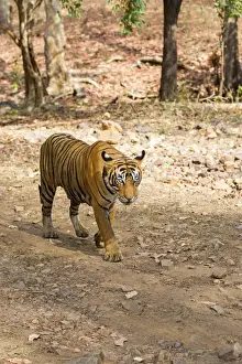 Tigris Prints: Picture No. 11050737