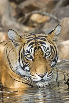 Tigris Prints: Picture No. 11050748