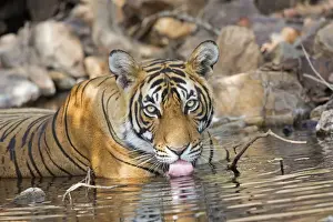 Tigris Prints: Picture No. 11050749