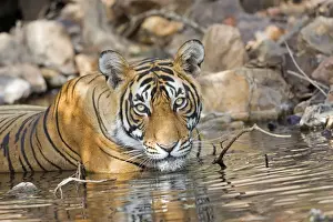 Tigris Prints: Picture No. 11050750