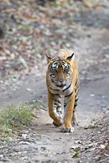 Picture No. 11050756