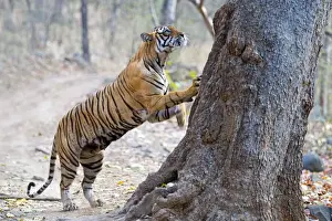 Bengal Prints: Picture No. 11050758