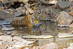 Tigris Prints: Picture No. 11050761