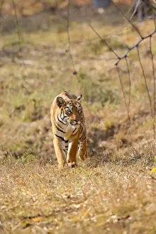 Tigris Prints: Picture No. 11050767