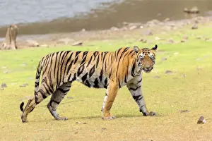 Tigris Prints: Picture No. 11050770