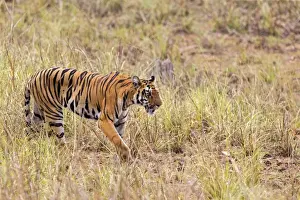 Tigris Prints: Picture No. 11050772