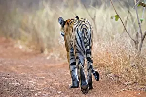 Tigris Prints: Picture No. 11050773