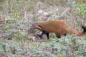 Mongoose Prints: Picture No. 11050778