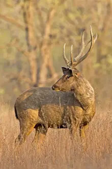Sambar Prints: Picture No. 11050816