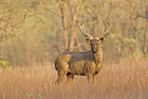 Sambar Prints: Picture No. 11050817