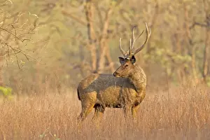 Sambar Prints: Picture No. 11050818