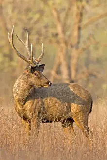 Sambar Prints: Picture No. 11050819