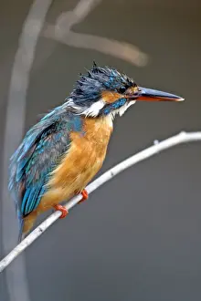 Kingfishers Prints: Picture No. 11050829