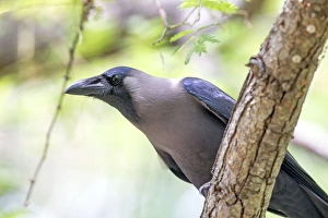 Corvid Collection: Picture No. 11050832