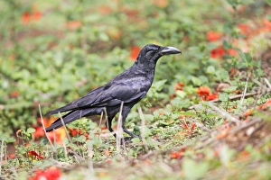 Corvid Collection: Picture No. 11050833